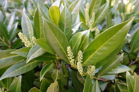 Cherry Laurels. Fast-growing, dense and glossy evergreen shrubs with pops of Stock Photos