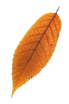 Cherry leaf isolated on white Stock Photos
