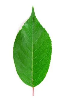 Cherry leaf. 스톡 사진