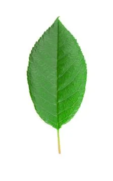 Cherry leaf. Stock Photos