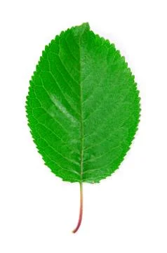 Cherry leaf. 스톡 사진