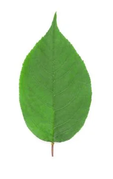 Cherry leaf. 스톡 사진