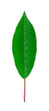 Cherry leaf. Stock Photos
