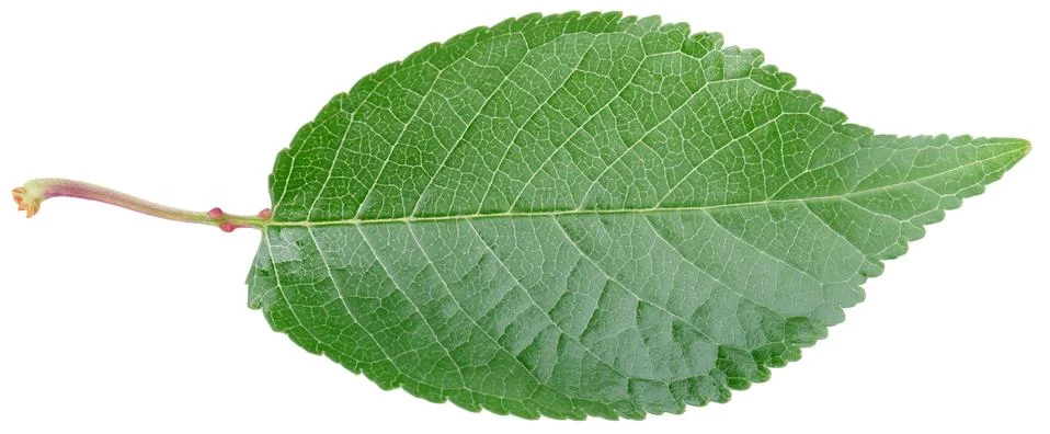 Cherry leaf Stock Photos