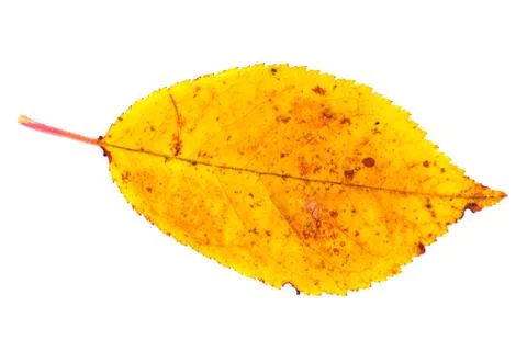 Cherry leaf Stock Photos