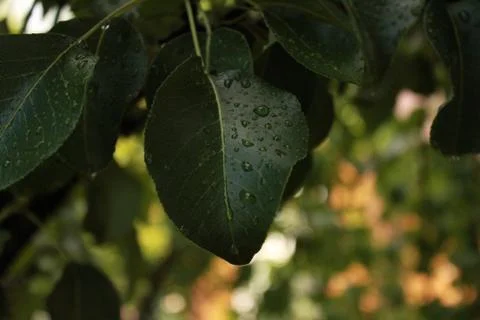 Cherry leaf Stock Photos