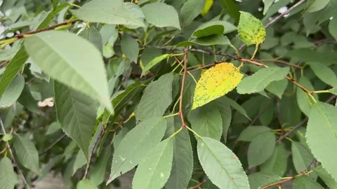 Cherry leaf spot disease Video stock 247617466