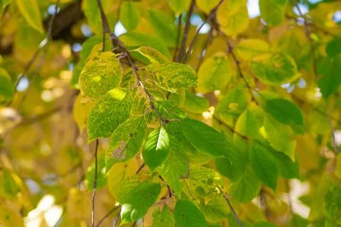 Cherry leaf spot disease or Coccomycosis caused by Blumeriella jaapii fungus Stock-Fotos