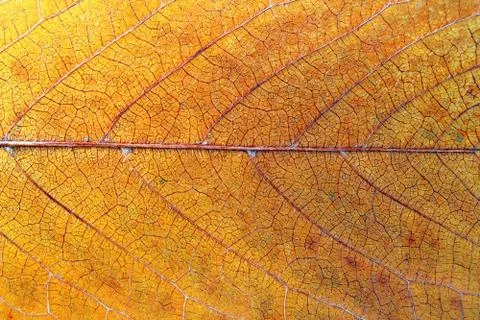 Cherry leaf texture Stock Photos