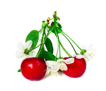 Cherry with leafs and flowers Stock Photos