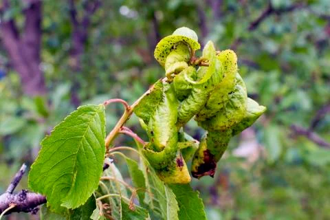 Cherry leaves aphids Stock Photos