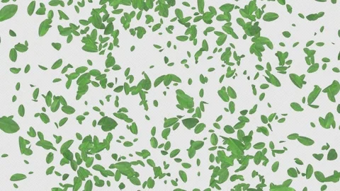 Cherry Leaves Explosion. Burst of Cherry Leaf. Alpha Channel Video stock 290177191