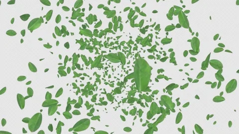 Cherry Leaves Explosion. Burst of Cherry Leaf. Alpha Channel Stock Footage 293952258