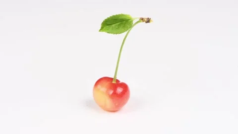 Cherry with leaves isolated on a white background. Side view. Stock Footage 222598282
