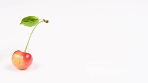 Cherry with leaves isolated on a white background. Side view. Stock Footage 222598850