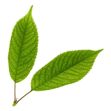 Cherry leaves isolated on white background Stock Photos