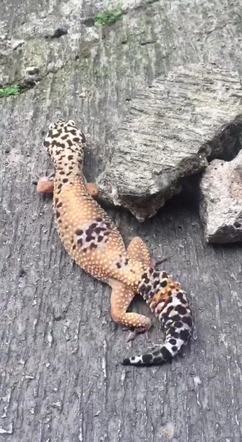 Cherry leopard gecko Stock Footage 234055175
