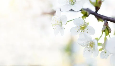 Cherry macro flowers with soft focus on gentle light background in sunlight Stock Photos