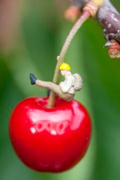 Cherry with mountaineer Stock Photos