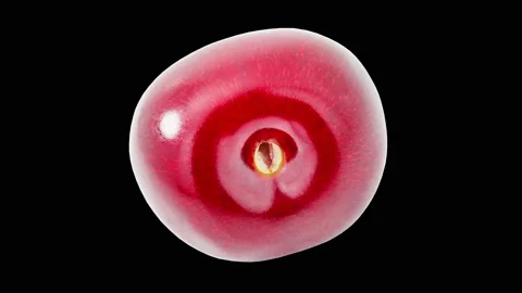 Cherry, one, isolated on black background Stock Footage 209561499