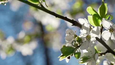 Cherry or apple blossoming branches on tree closeup against blue sky, spring Stock Footage 150466191