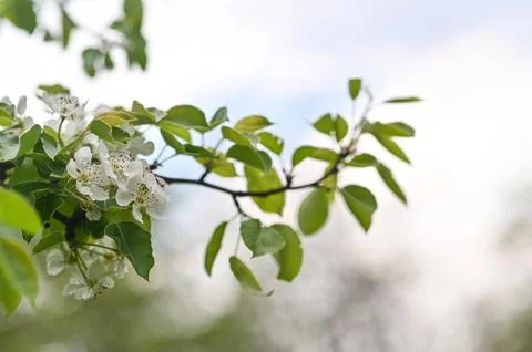 Cherry or apple tree branch in full bloom, white flowers and green leaves a.. Stock Photos