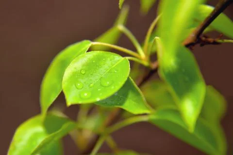 Cherry or apple tree leaves with water drops, sunlight, selective focus Stock Photos
