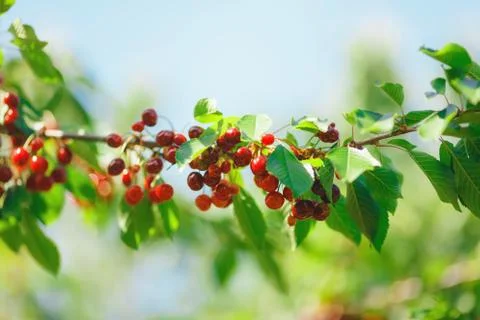 Cherry or sweet cherry on the tree Stock Photos