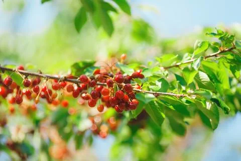 Cherry or sweet cherry on the tree Stock Photos