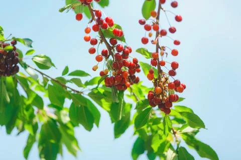Cherry or sweet cherry on the tree Stock Photos