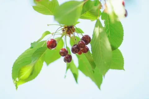 Cherry or sweet cherry on the tree Stock Photos