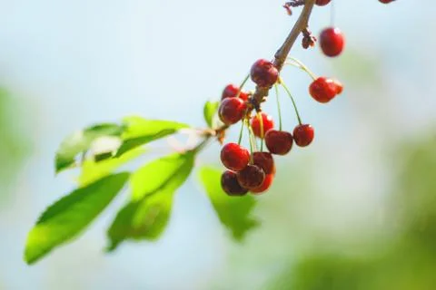 Cherry or sweet cherry on the tree Stock Photos