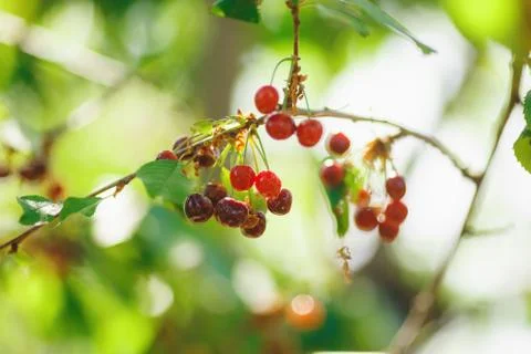 Cherry or sweet cherry on the tree Foto stock