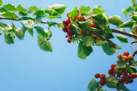 Cherry or sweet cherry on the tree Stock Photos
