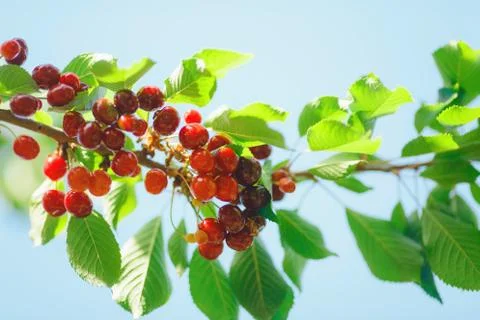 Cherry or sweet cherry on the tree Stock Photos