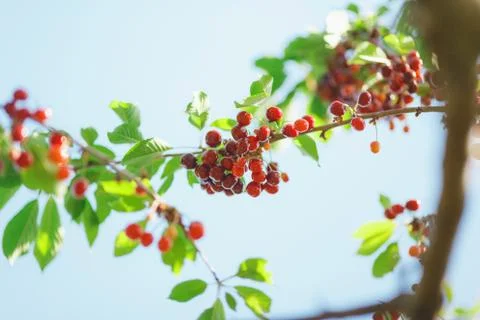 Cherry or sweet cherry on the tree Stock Photos