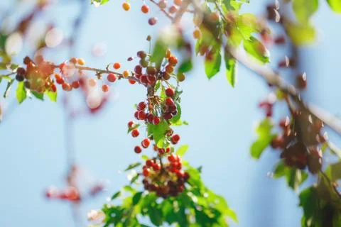 Cherry or sweet cherry on the tree Stock Photos
