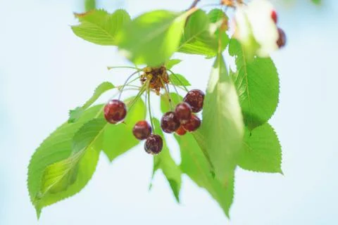 Cherry or sweet cherry on the tree Stock Photos