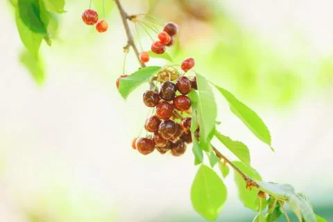 Cherry or sweet cherry on the tree Stock Photos