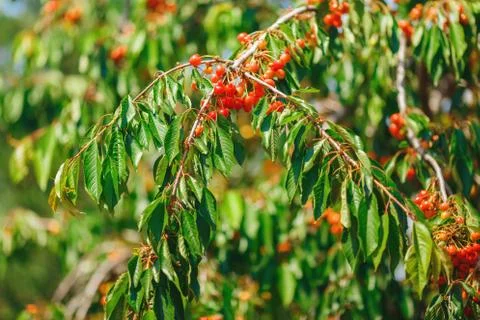 Cherry or sweet cherry on the tree Stock-Fotos