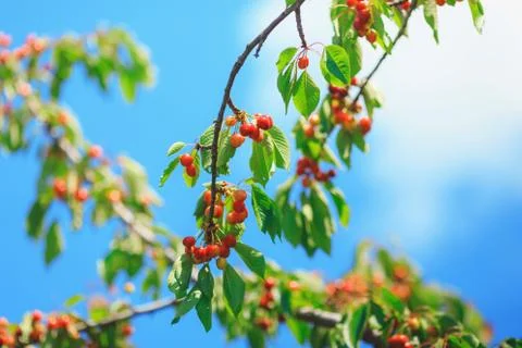 Cherry or sweet cherry on the tree Stock Photos