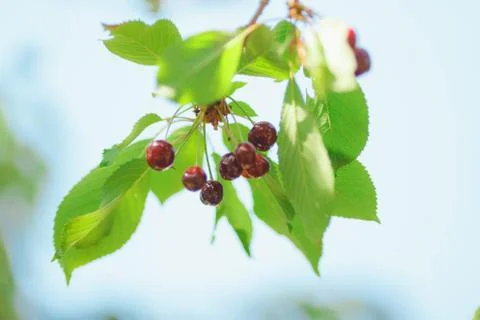 Cherry or sweet cherry on the tree Stock Photos