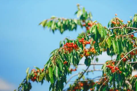 Cherry or sweet cherry on the tree Stock Photos