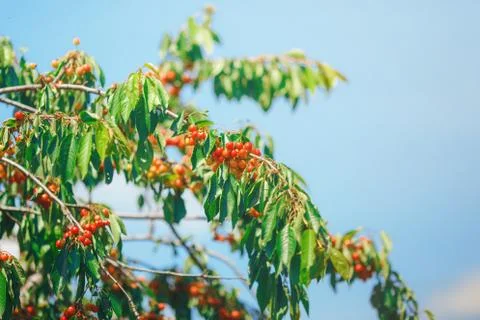 Cherry or sweet cherry on the tree Stock Photos