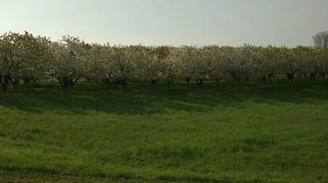 Cherry Orchand wide pan Stock Footage 7746047
