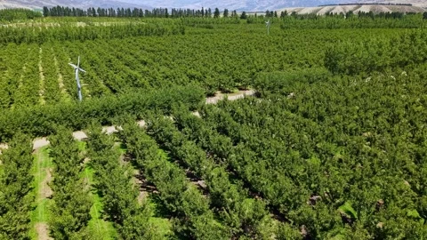 Cherry Orchard and Wind Turbines in Cromwell Stock Footage 321139604