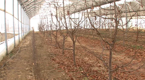 Cherry orchard in a big hothouse Stock Footage 36112612