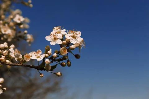 The cherry orchard bloomed in spring. Stock Photos