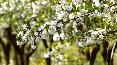 Cherry orchard blooming Stock Footage 49742512