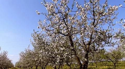 Cherry orchard blooming. Stock Footage 49742610